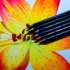 Kép 2/3 - Derwent Procolour színes ceruza erikaviola/heather 23